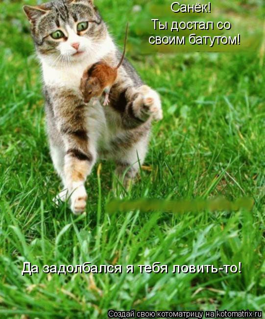 своим батутом! Ты достал со Санёк! Да задолбался я тебя ловить-то!... Котоматрица: своим батутом! Ты достал со Санёк! Да задолбался я тебя ловить-то!