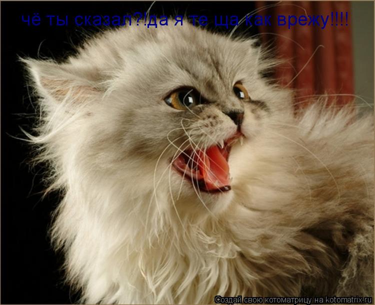 чё ты сказал?!да я те ща как врежу!!!!... Котоматрица: чё ты сказал?!да я те ща как врежу!!!!