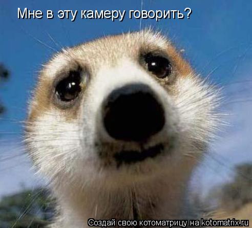 Мне в эту камеру говорить?... Котоматрица: Мне в эту камеру говорить?