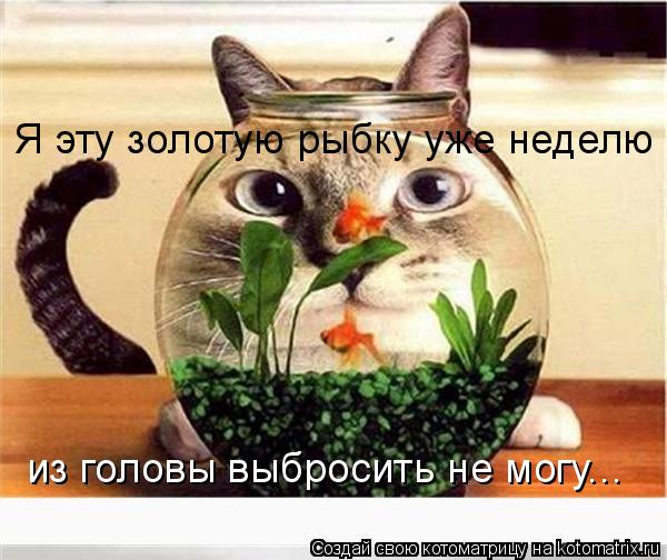 Я эту золотую рыбку уже неделю из головы выбросить не могу...... Котоматрица: Я эту золотую рыбку уже неделю из головы выбросить не могу...