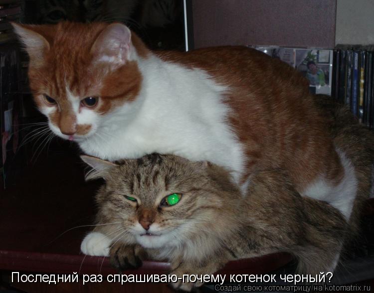Последний раз спрашиваю-почему котенок черный?... Котоматрица: Последний раз спрашиваю-почему котенок черный?