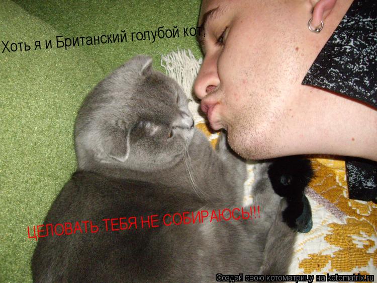 Хоть я и Британский голубой кот, ЦЕЛОВАТЬ ТЕБЯ НЕ СОБИРАЮСЬ!!!... Котоматрица: Хоть я и Британский голубой кот, ЦЕЛОВАТЬ ТЕБЯ НЕ СОБИРАЮСЬ!!!