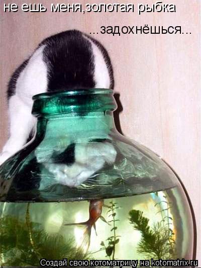 не ешь меня,золотая рыбка ...задохнёшься...... Котоматрица: не ешь меня,золотая рыбка ...задохнёшься...