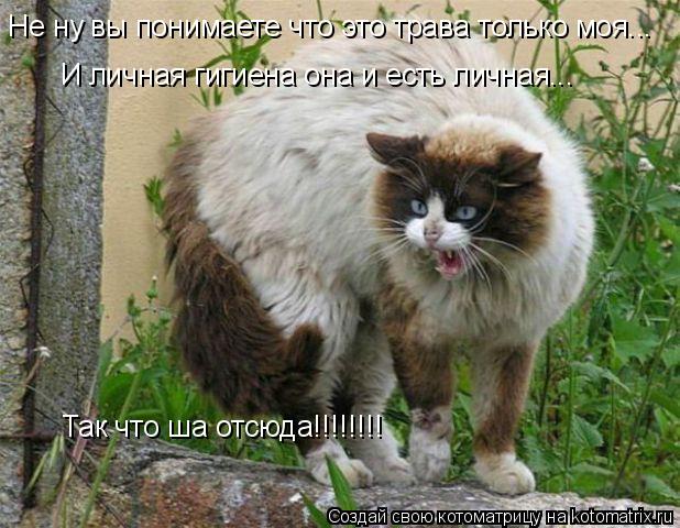 Не ну вы понимаете что это трава только моя... И личная гигиена она и есть личная... Так что ша отсюд... Котоматрица: Не ну вы понимаете что это трава только моя... И личная гигиена она и есть личная... Так что ша отсюда!!!!!!!!