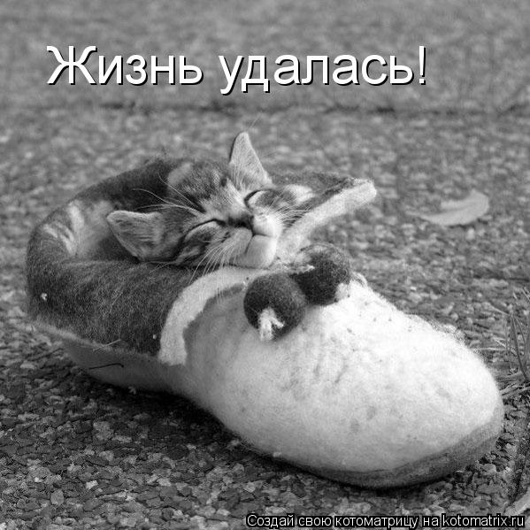 Жизнь удалась!... Котоматрица: Жизнь удалась!