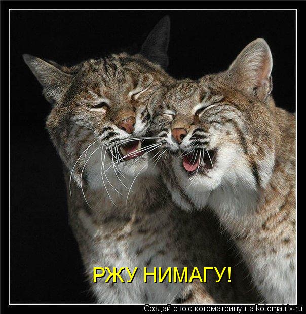РЖУ НИМАГУ!... Котоматрица: РЖУ НИМАГУ!