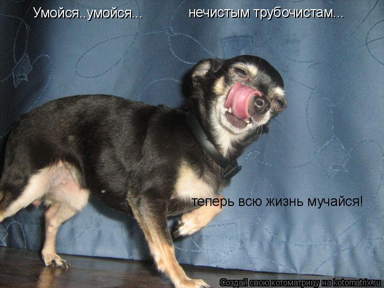 Умойся..умойся... Умойся..умойся... нечистым трубочистам... нечистым трубочистам... теперь всю жизнь ... Котоматрица: Умойся..умойся... Умойся..умойся... нечистым трубочистам... нечистым трубочистам... теперь всю жизнь мучайся!