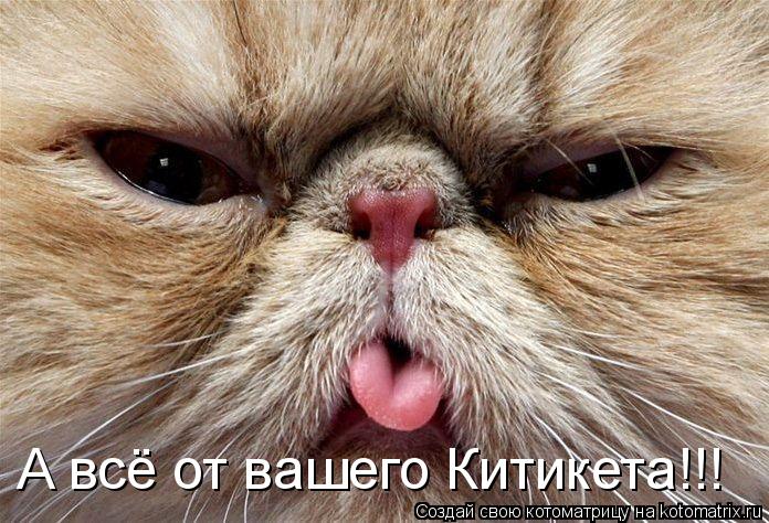 А всё от вашего Китикета!!!... Котоматрица: А всё от вашего Китикета!!!