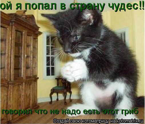 ой я попал в страну чудес!! говорил что не надо есть этот гриб... Котоматрица: ой я попал в страну чудес!! говорил что не надо есть этот гриб