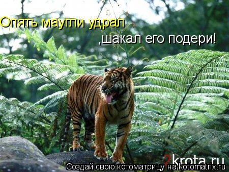 Опять маугли удрал ,шакал его подери!... Котоматрица: Опять маугли удрал ,шакал его подери!