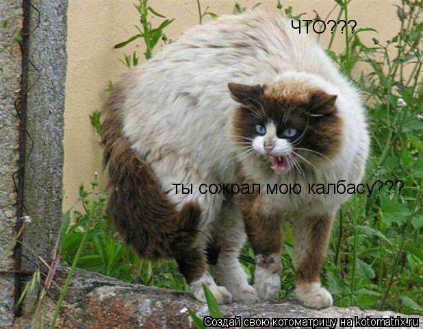 ЧТО??? ты сожрал мою калбасу???... Котоматрица: ЧТО??? ты сожрал мою калбасу???
