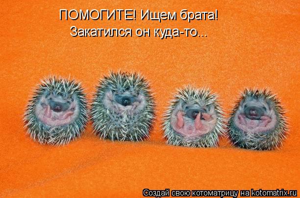 ПОМОГИТЕ! Ищем брата! Закатился он куда-то...... Котоматрица: ПОМОГИТЕ! Ищем брата! Закатился он куда-то...