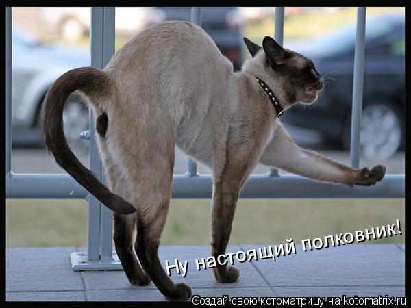 Ну настоящий полковник!... Котоматрица: Ну настоящий полковник!