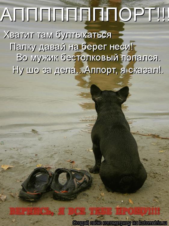 АППППППППОРТ!!! Хватит там бултыхаться Палку давай на берег неси! Во мужик бестолковый попался. Ну... Котоматрица: АППППППППОРТ!!! Хватит там бултыхаться Палку давай на берег неси! Во мужик бестолковый попался. Ну шо за дела...Аппорт, я сказал!.