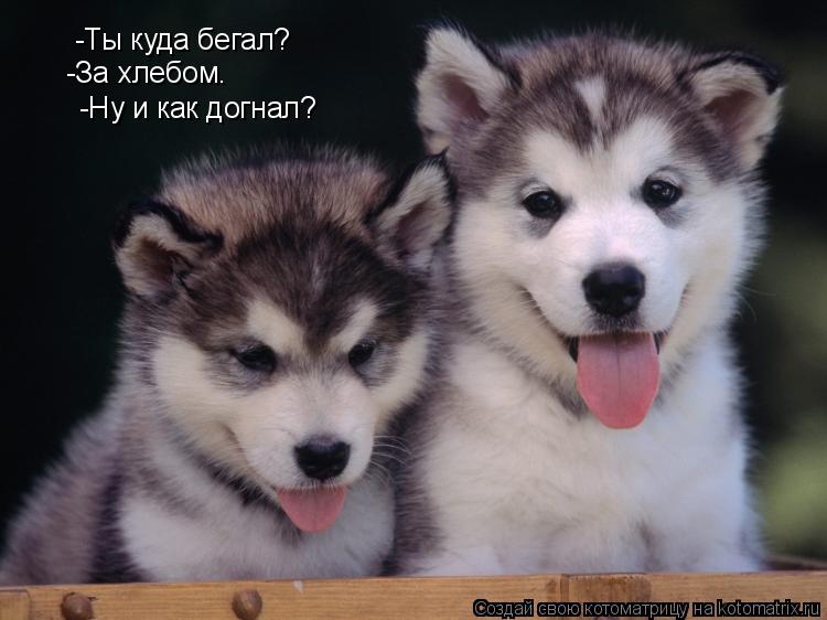 -Ты куда бегал? -За хлебом. -Ну и как догнал?... Котоматрица: -Ты куда бегал? -За хлебом. -Ну и как догнал?