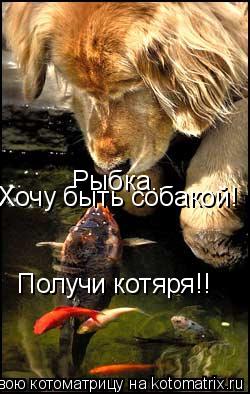 Рыбка.. Хочу быть собакой! Получи котяря!!... Котоматрица: Рыбка.. Хочу быть собакой! Получи котяря!!