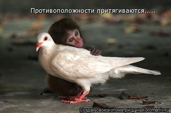 Противоположности притягиваются........ Котоматрица: Противоположности притягиваются.....