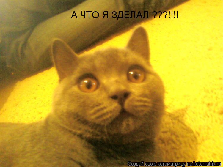 А ЧТО Я ЗДЕЛАЛ ???!!!!... Котоматрица: А ЧТО Я ЗДЕЛАЛ ???!!!!