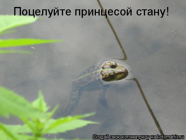 Поцелуйте принцесой стану!... Котоматрица: Поцелуйте принцесой стану!