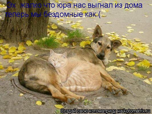 Эх жалко что юра нас выгнал из дома теперь мы бездомные как:(... Котоматрица: Эх жалко что юра нас выгнал из дома теперь мы бездомные как:(