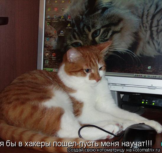 я бы в хакеры пошел-пусть меня научат!!!... Котоматрица: я бы в хакеры пошел-пусть меня научат!!!