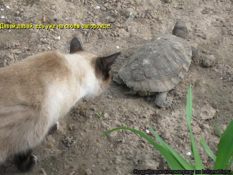 Давай,давай, едь уже на своем запорожце!... Котоматрица: Давай,давай, едь уже на своем запорожце!
