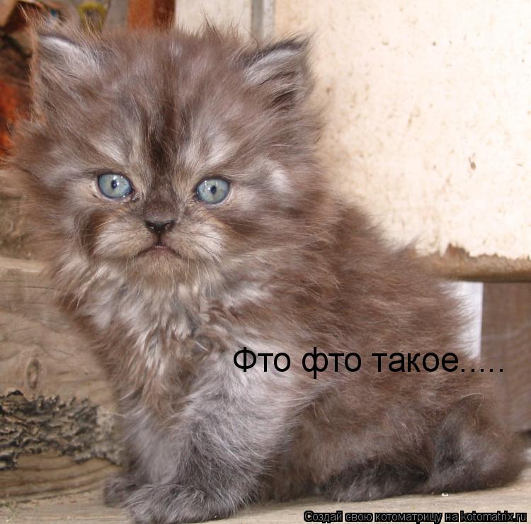 Фто фто такое........ Котоматрица: Фто фто такое.....