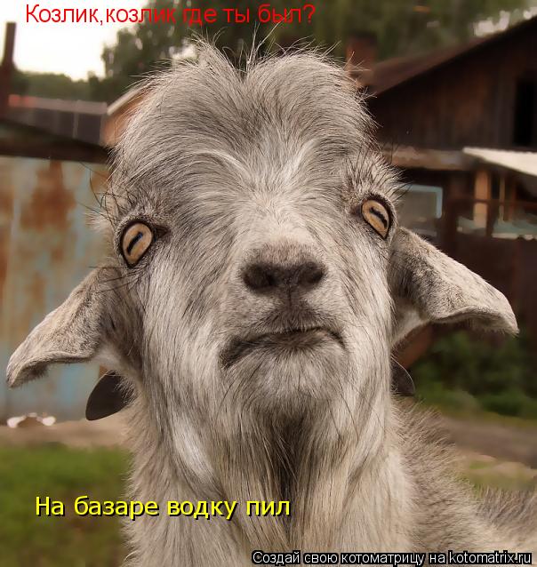Козлик,козлик где ты был? На базаре водку пил... Котоматрица: Козлик,козлик где ты был? На базаре водку пил