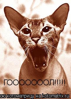 ГОООООООЛ!!!!!... Котоматрица: ГОООООООЛ!!!!!