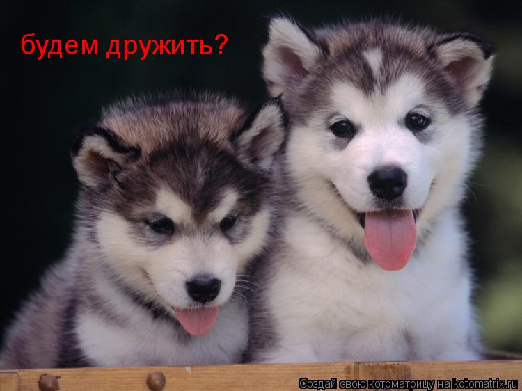 будем дружить?... Котоматрица: будем дружить?