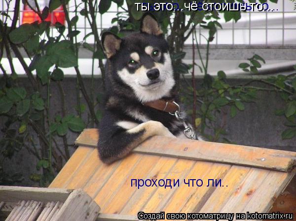 ты это...чё стоишь то... проходи что ли.. ты это...чё стоишь то...... Котоматрица: ты это...чё стоишь то... проходи что ли.. ты это...чё стоишь то...
