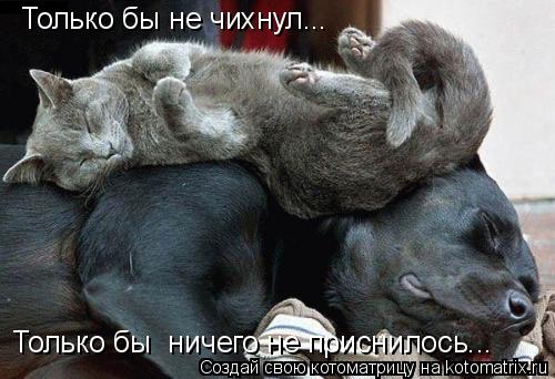 Только бы не чихнул... Только бы ничего не приснилось...... Котоматрица: Только бы не чихнул... Только бы ничего не приснилось...