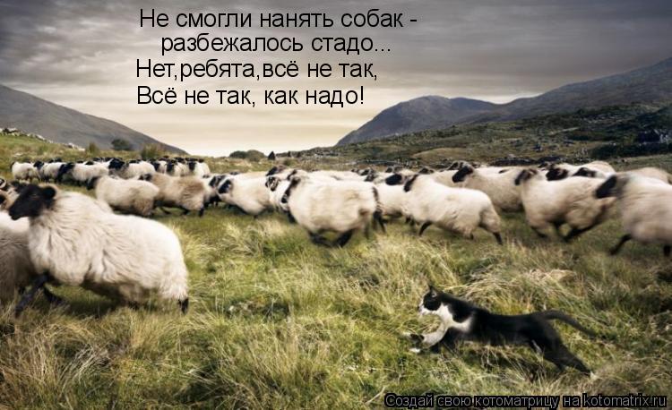 Не смогли нанять собак - разбежалось стадо... Нет,ребята,всё не так, Всё не так, как надо!... Котоматрица: Не смогли нанять собак - разбежалось стадо... Нет,ребята,всё не так, Всё не так, как надо!