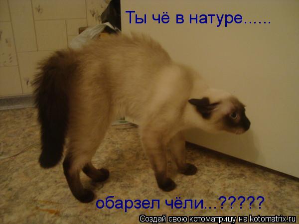 Ты чё в натуре...... обарзел чёли...?????... Котоматрица: Ты чё в натуре...... обарзел чёли...?????