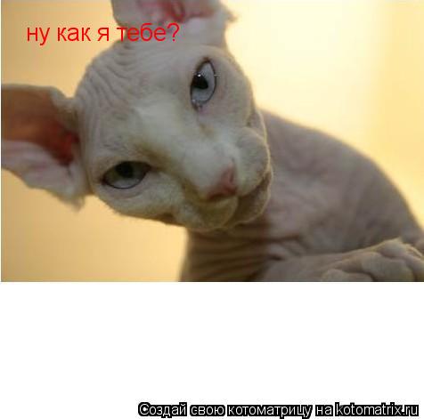 ну как я тебе?... Котоматрица: ну как я тебе?