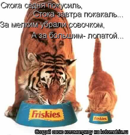 Скока седня покусиль, Скока седня покусиль, Стока завтра покакаль... За мелким убрали совочком, А з... Котоматрица: Скока седня покусиль, Скока седня покусиль, Стока завтра покакаль... За мелким убрали совочком, А за большим- лопатой...