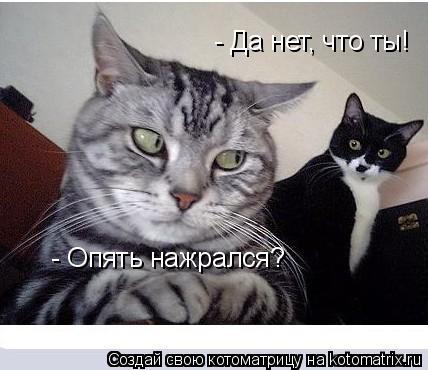 - Опять нажрался? - Да нет, что ты!... Котоматрица: - Опять нажрался? - Да нет, что ты!