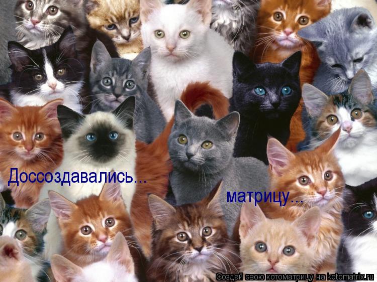 Доссоздавались... матрицу...... Котоматрица: Доссоздавались... матрицу...