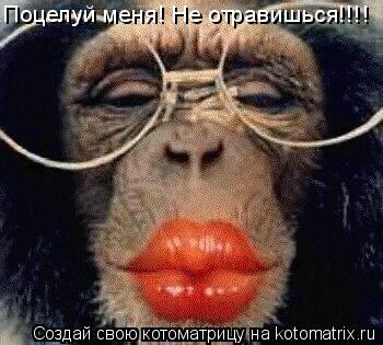 Поцелуй меня! Не отравишься!!!!... Котоматрица: Поцелуй меня! Не отравишься!!!!