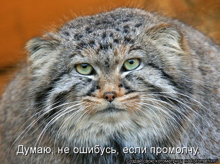 Думаю, не ошибусь, если промолчу.... Котоматрица: Думаю, не ошибусь, если промолчу.