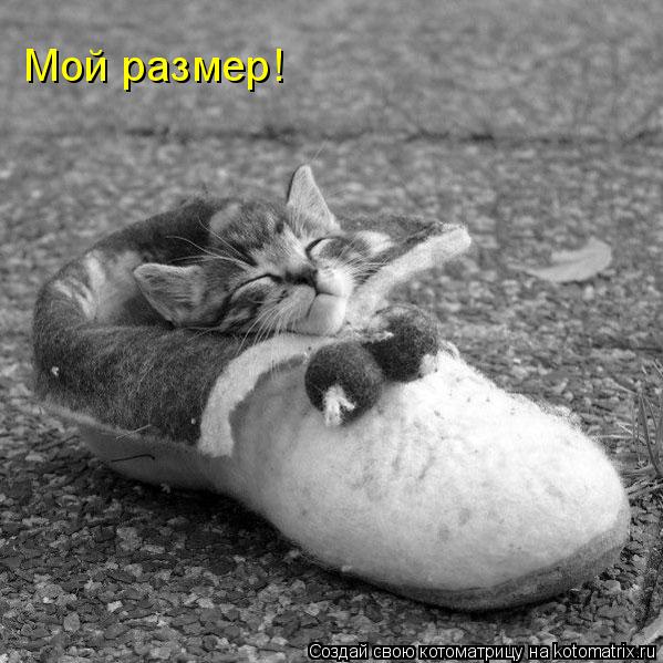 Мой размер!... Котоматрица: Мой размер!