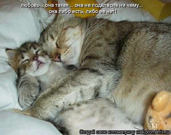 любовь... она такая... она не подвласна ни чему... она либо есть, либо ее нет!... Котоматрица: любовь... она такая... она не подвласна ни чему... она либо есть, либо ее нет!