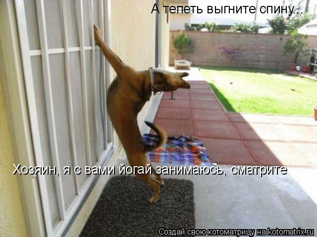 А тепеть выгните спину... Хозяин, я с вами йогай занимаюсь, сматрите... Котоматрица: А тепеть выгните спину... Хозяин, я с вами йогай занимаюсь, сматрите