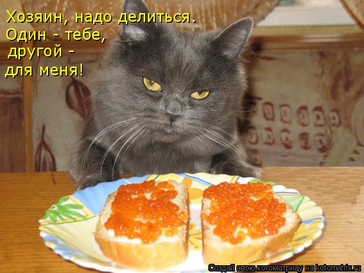 Хозяин, надо делиться. Один - тебе, другой - для меня!... Котоматрица: Хозяин, надо делиться. Один - тебе, другой - для меня!