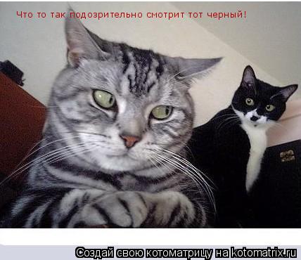 Что то так подозрительно смотрит тот черный!... Котоматрица: Что то так подозрительно смотрит тот черный!