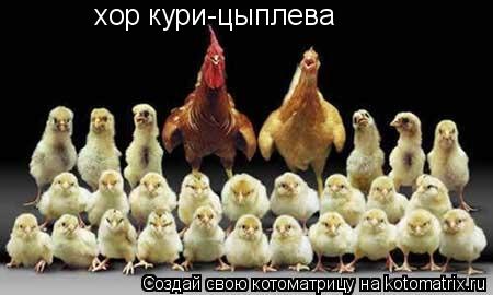 хор кури-цыплева... Котоматрица: хор кури-цыплева
