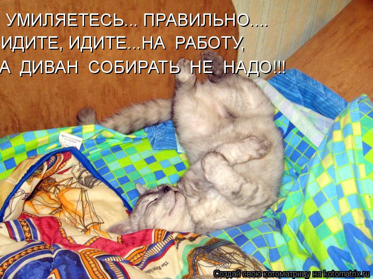 УМИЛЯЕТЕСЬ... ПРАВИЛЬНО.... ИДИТЕ, ИДИТЕ...НА РАБОТУ, А ДИВАН СОБИРАТЬ НЕ НАДО!!!... Котоматрица: УМИЛЯЕТЕСЬ... ПРАВИЛЬНО.... ИДИТЕ, ИДИТЕ...НА РАБОТУ, А ДИВАН СОБИРАТЬ НЕ НАДО!!!