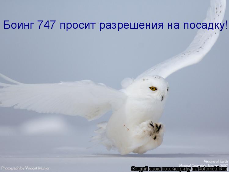 Боинг 747 просит разрешения на посадку!... Котоматрица: Боинг 747 просит разрешения на посадку!
