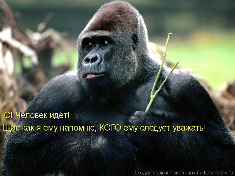 О! Человек идёт! Щас как я ему напомню, КОГО ему следует уважать!... Котоматрица: О! Человек идёт! Щас как я ему напомню, КОГО ему следует уважать!