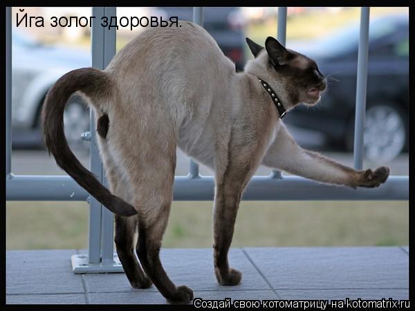 Йга золог здоровья.... Котоматрица: Йга золог здоровья.